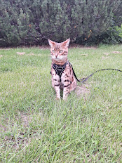 Leo Leo, a bengal cat