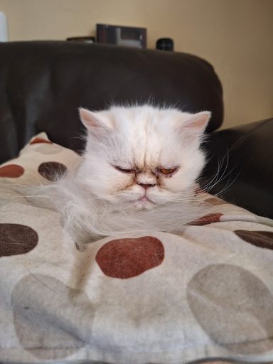 Moppet