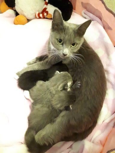 Venus & her kittens