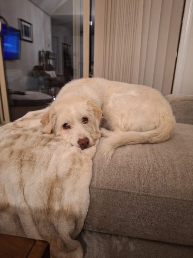 Alba A large white dog rests on a couch.